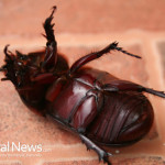 Beetle-Bug-Dead