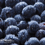 Blueberries-Fresh-Fruit-Healthy-Bulk