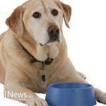 Dog-Food-Bowl-Isolated