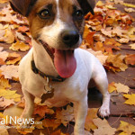 Dog-With-Leaves