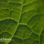 Green-Leaf-Close-Up