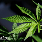 Marijuana-Pot-Plant-Leaf