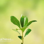 Plant-Nature-Soil-Green-Leaves