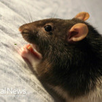 Rat-Mouse-Rodent-Close-up