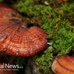 Reishi-Mushrooms