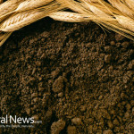 Soil