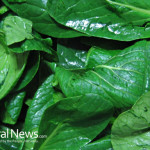 Spinach-Leafy-Greens-Vegetable-Close-up