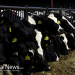 Steer-Cattle-Ranch