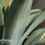 Aloe-Vera-Leaves-Plant